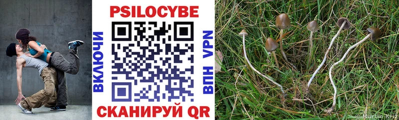где найти   Полярный  Галлюциногенные грибы Psilocybe 